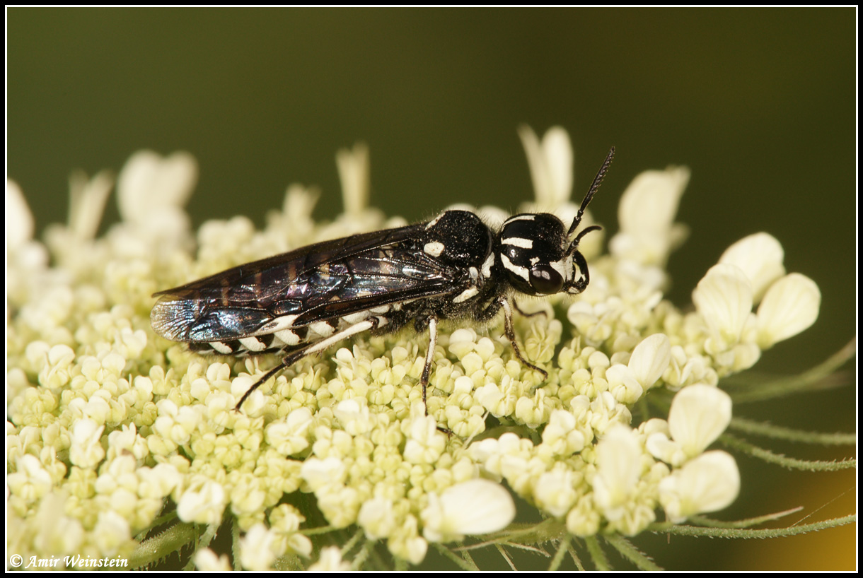 Symphyta d''Israele